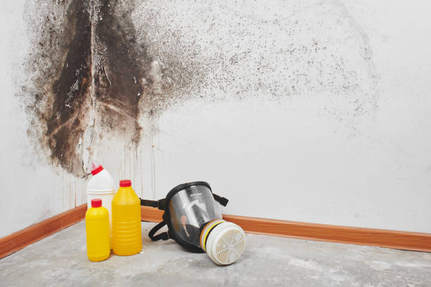 Best Industrial Mold Remediation in Stockton, UT