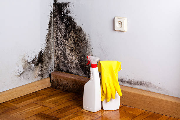 Best DIY Mold Remediation Support Services in Stockton, UT